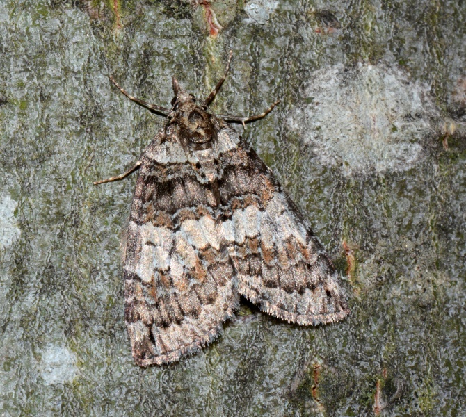 Hydriomena ruberata - Geometridae